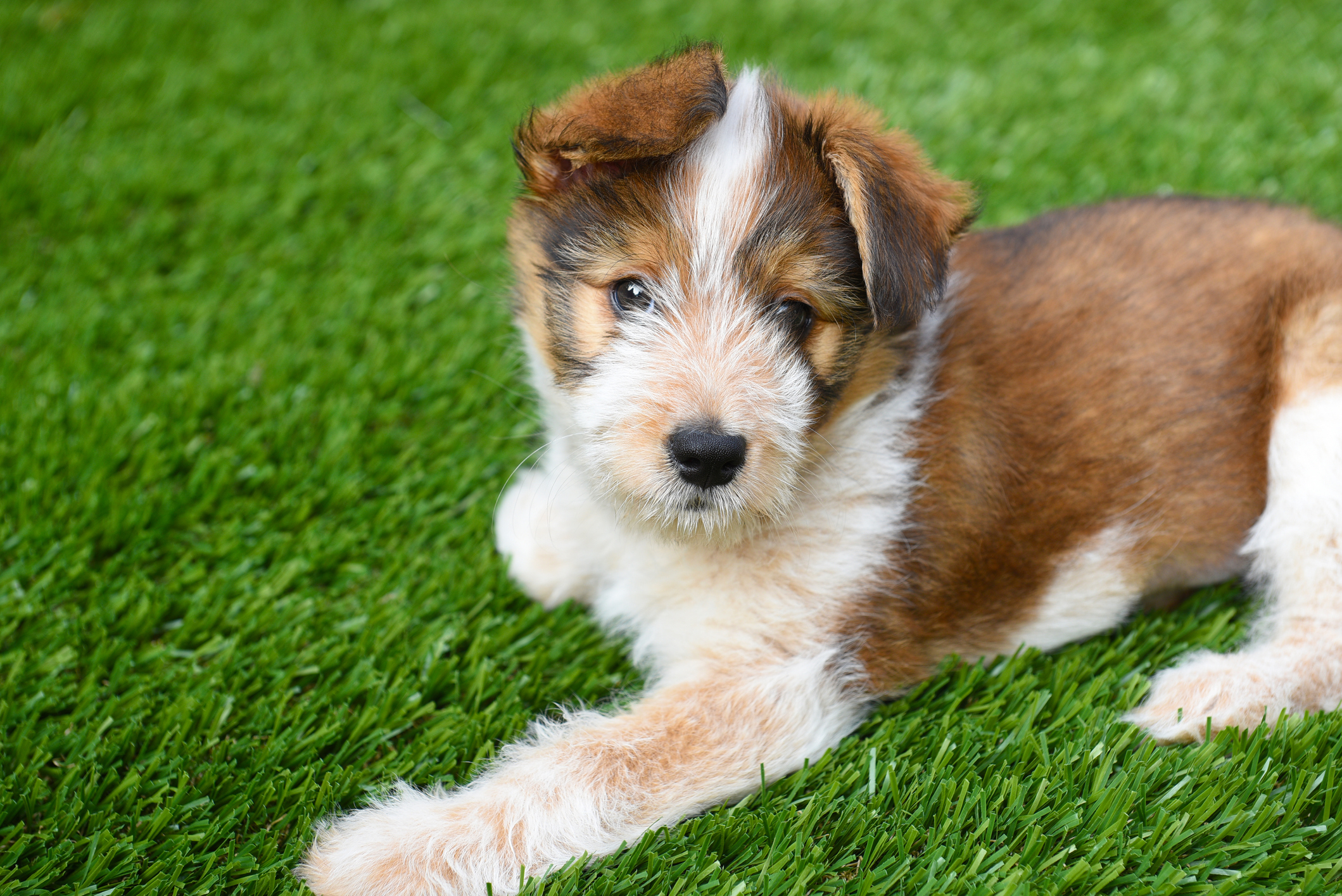 Are There Any Downsides to Synthetic Grass for Dogs?