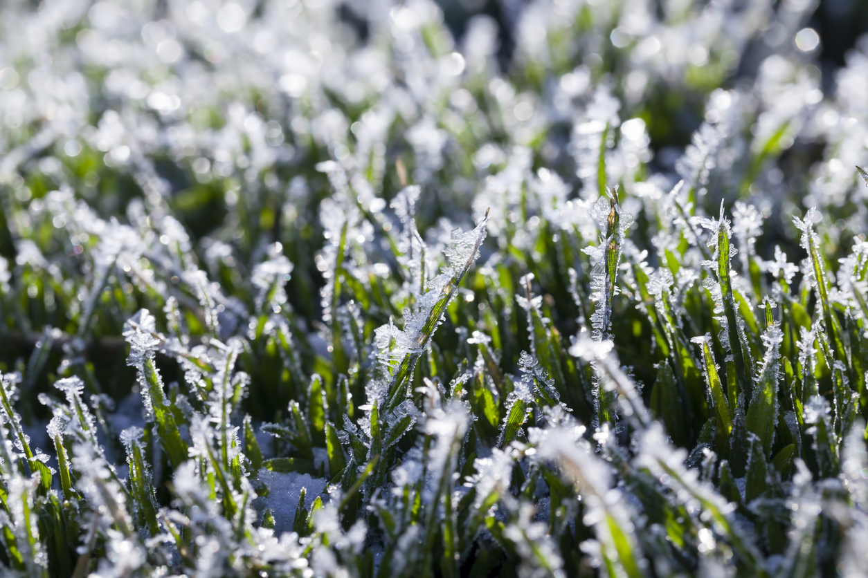 Close-up of artificial grass blades covered with frost, showing durability of synthetic turf in Calgary’s cold winter conditions.