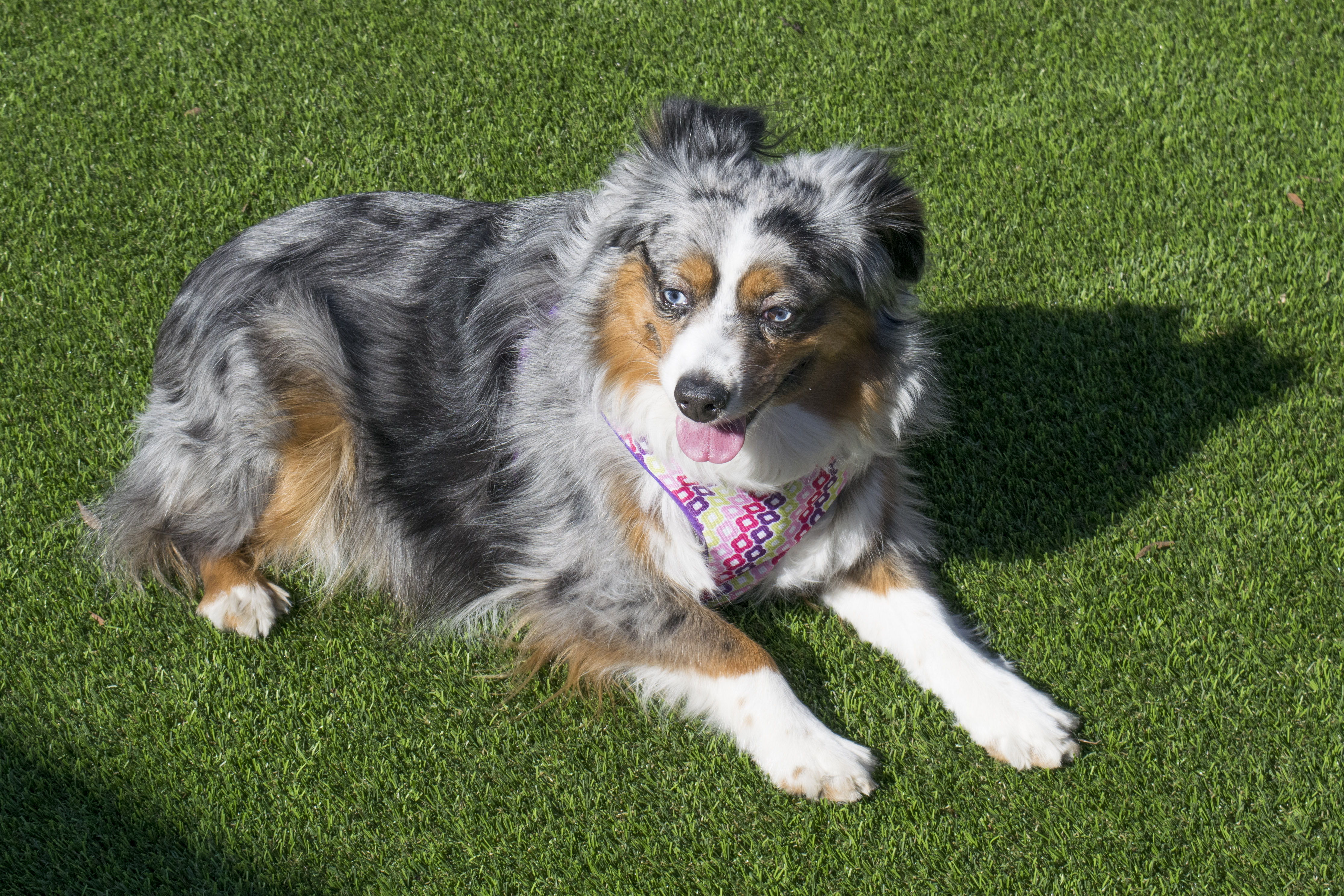 Artificial Grass is Great for Dogs! Here’s Why 3
