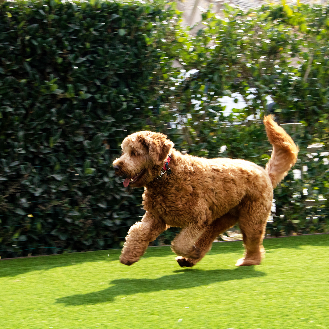 Artificial Grass is Great for Dogs! Here’s Why 4