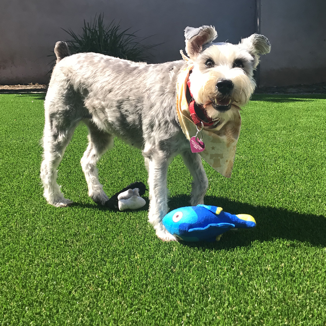 Artificial Grass is Great for Dogs! Here’s Why 5