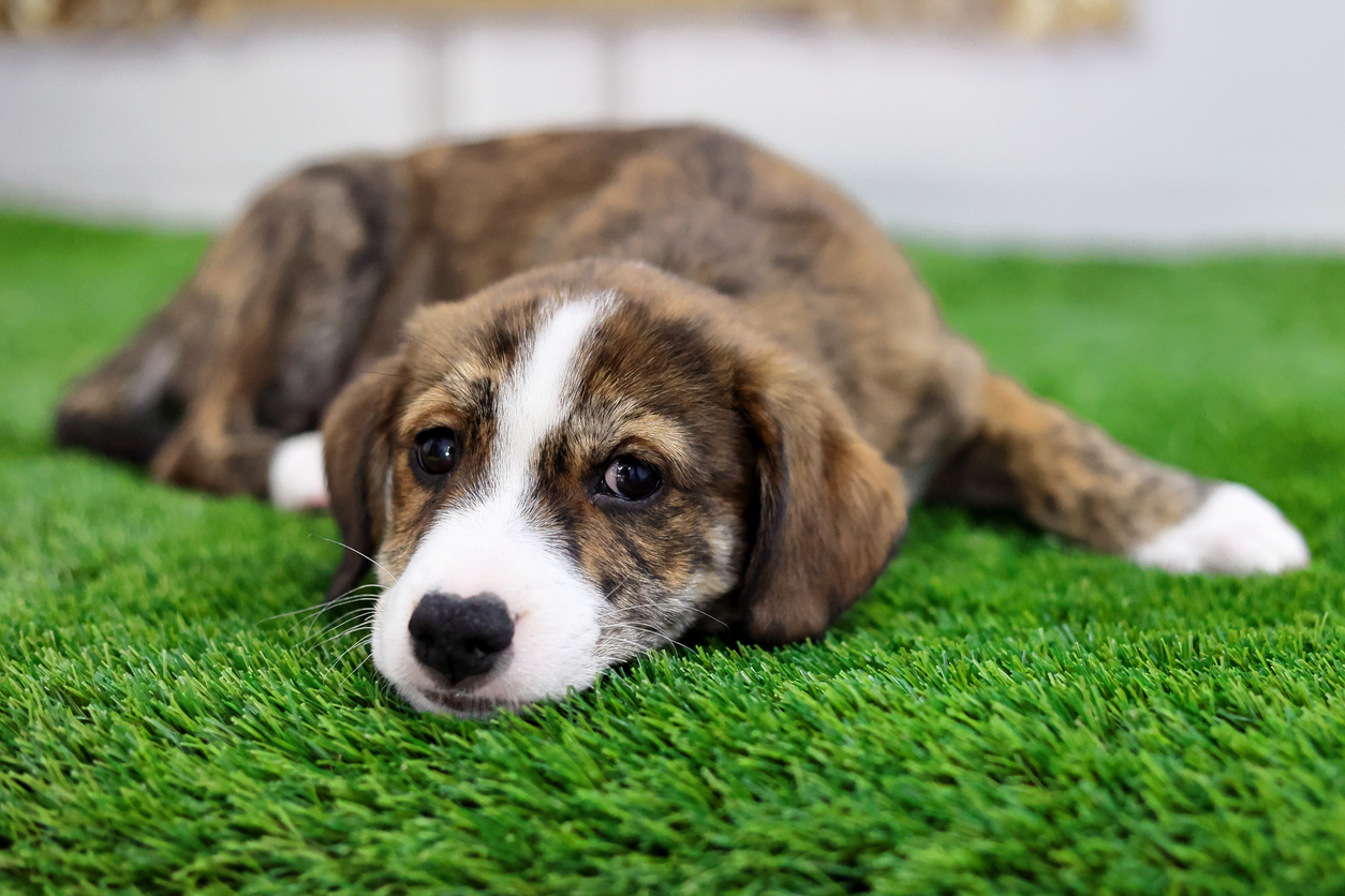 Artificial Turf Installation for Pet Owners: Creating a Safe and Clean Space for Your Furry Friends