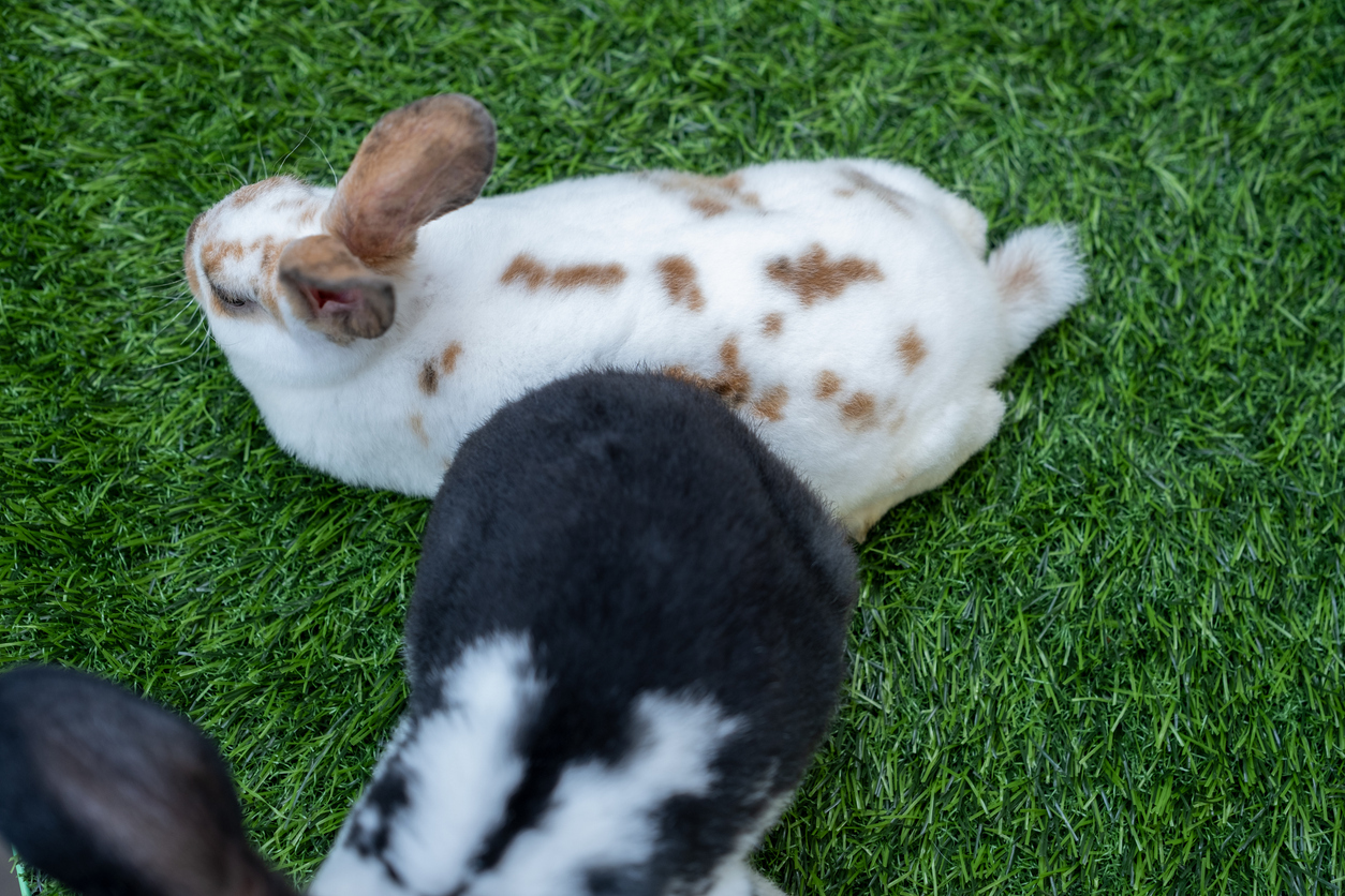 Artificial Turf Installation for Pet Owners: Creating a Safe and Clean Space for Your Furry Friends
