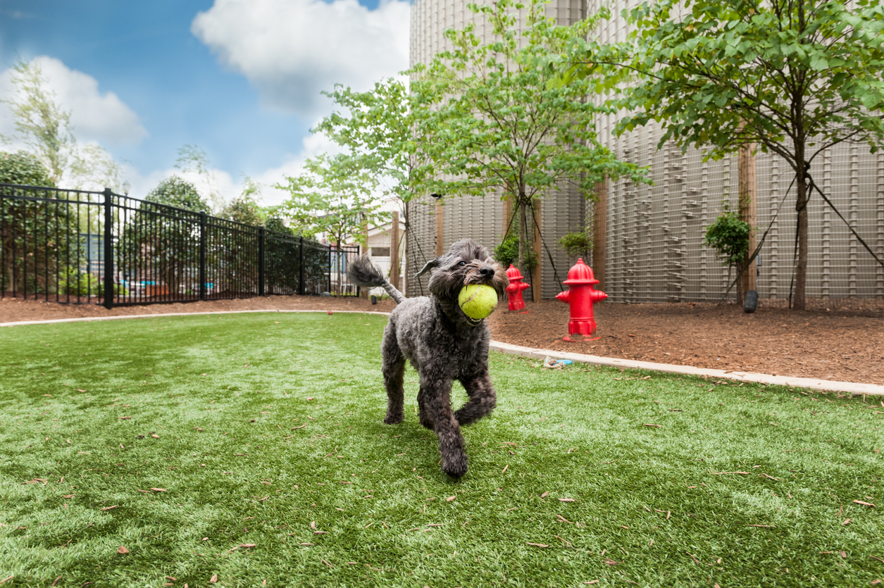 Artificial Turf Installation for Pet Owners: Creating a Safe and Clean Space for Your Furry Friends