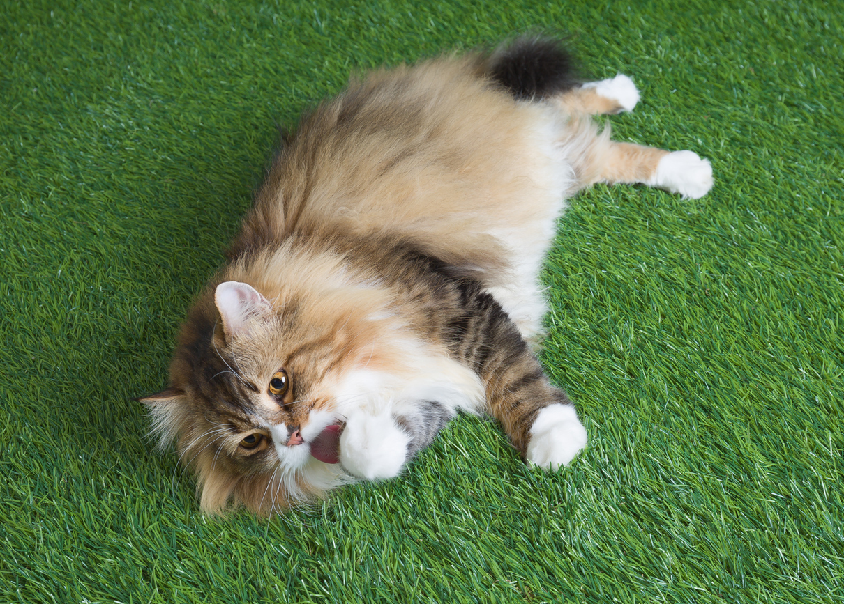 Artificial Turf Installation for Pet Owners: Creating a Safe and Clean Space for Your Furry Friends