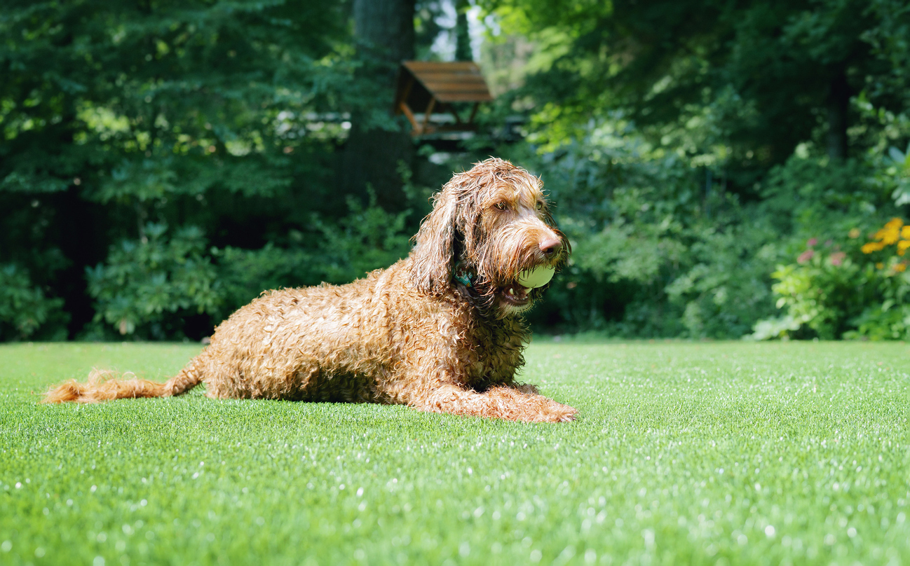 Artificial Turf Installation for Pet Owners: Creating a Safe and Clean Space for Your Furry Friends