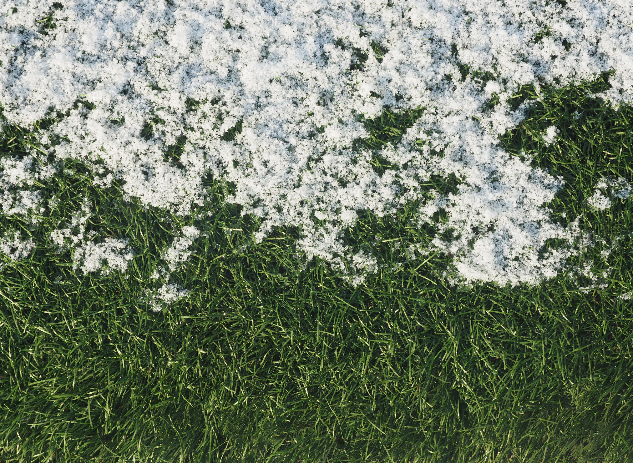 Synthetic Lawn Maintenance in the Winter