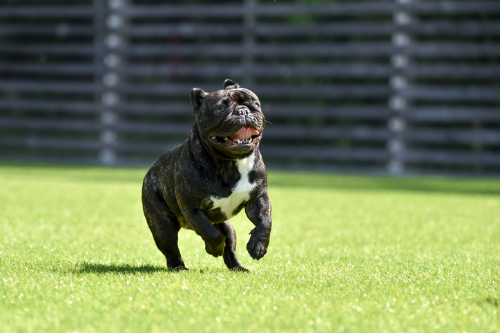 The Sniff Test How Artificial Grass Helps with Odour Control